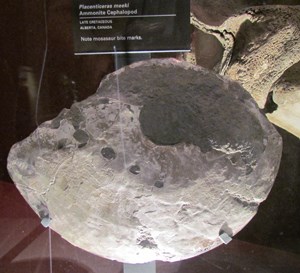 ammonite display ammonite display