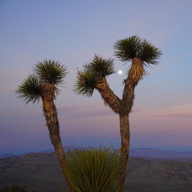 Two Joshua trees at dusk