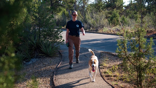 A young woman walks a dog on a leash along a paved trail next to a road in a forest of pinyons, juni