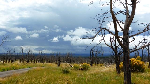 yellow wildflowers and shrubs, green and gold grasses, fire-scorched trees, and stormy blue-gray sky
