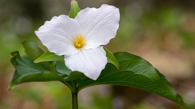 A large, white trillium blossom between large green leaves against a blurred background.