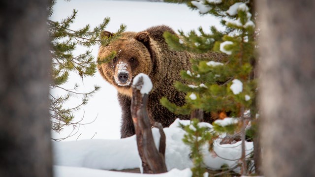 A grizzly bear walking through snow and peering through tree branches