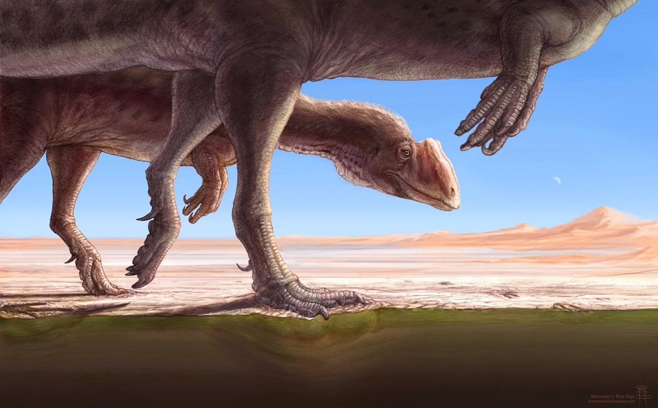 Picture3 Color illustration of two large dinosaurs walking and leaving tracks in the sand.